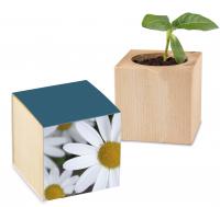 Plant-wood standard paper - Marguerite