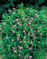 Seed-bag - recyclingpaper - Persian clover (seeds)