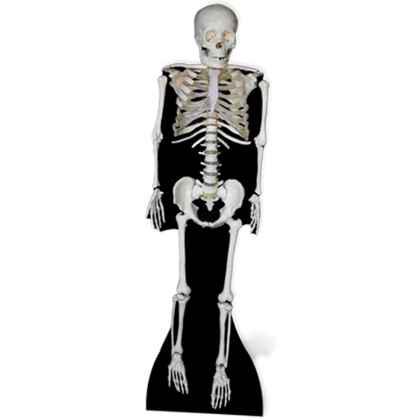 Skeleton Lifesize Cutout