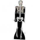 Skeleton Lifesize Cutout